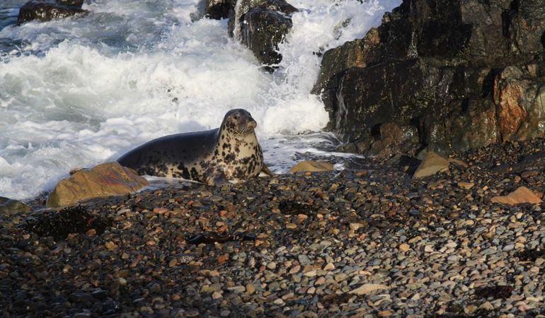 Seal on a shore at Skomer Seal on a shore at Skomer