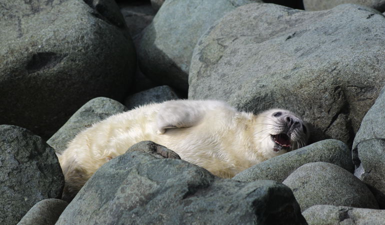 Seal pup on the rocks Seal pup on the rocks