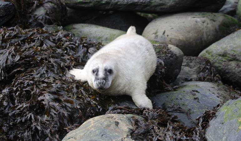 white-coated grey seal pup on the rocks white-coated grey seal pup on the rocks