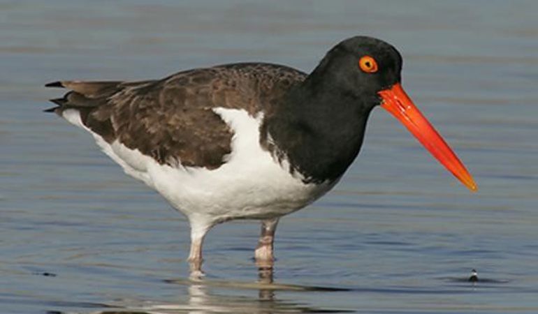 Oystercatcher in the sea Oystercatcher in the sea