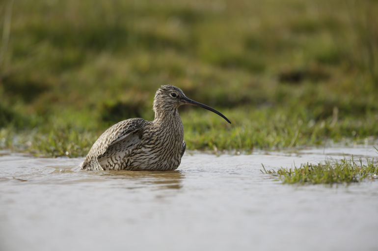 Curlew sitting in a body of water Curlew sitting in a body of water
