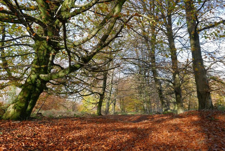 Wentwood forest near Newport Wentwood forest near Newport