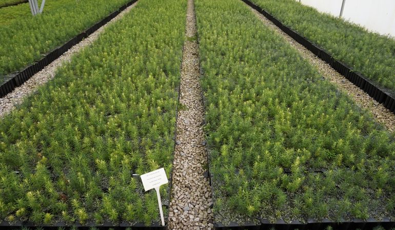 Douglas fir Douglas fir