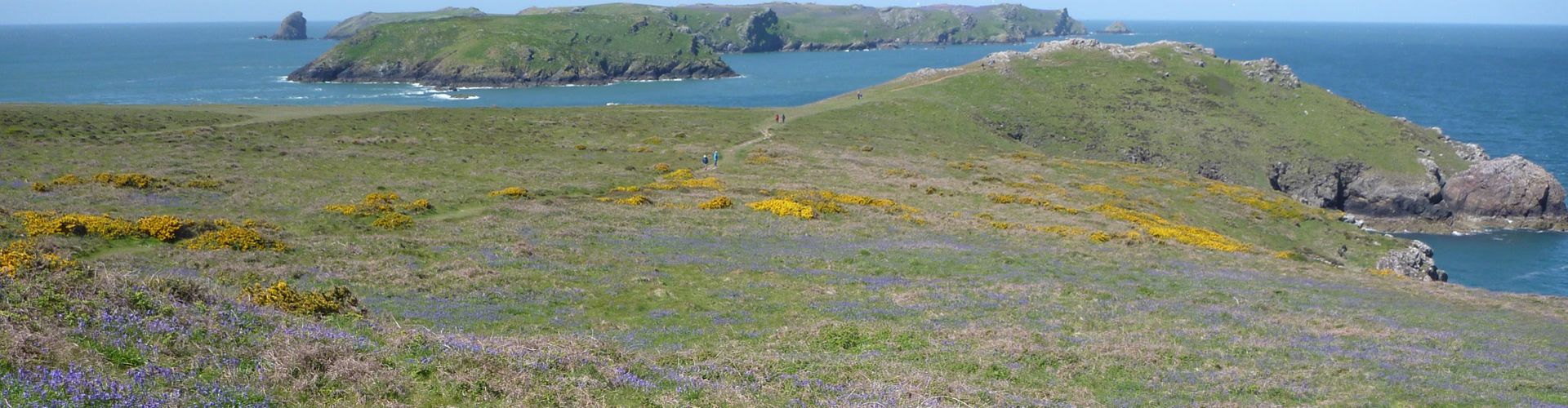 Natural Resources Wales / Skomer Marine Conservation Zone, near Milford