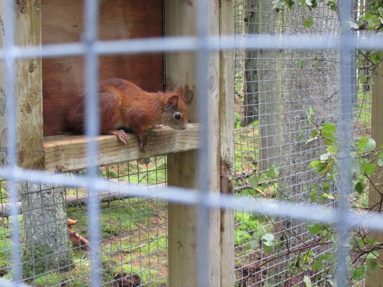 A red squirrel in an enclosed area A red squirrel in an enclosed area
