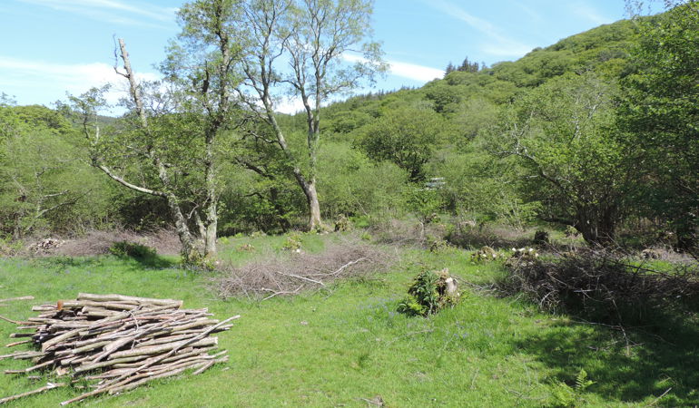 Coedydd Aber Alder Woodland Coedydd Aber Alder Woodland