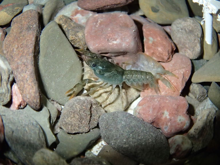 Crayfish on some rocks Crayfish on some rocks