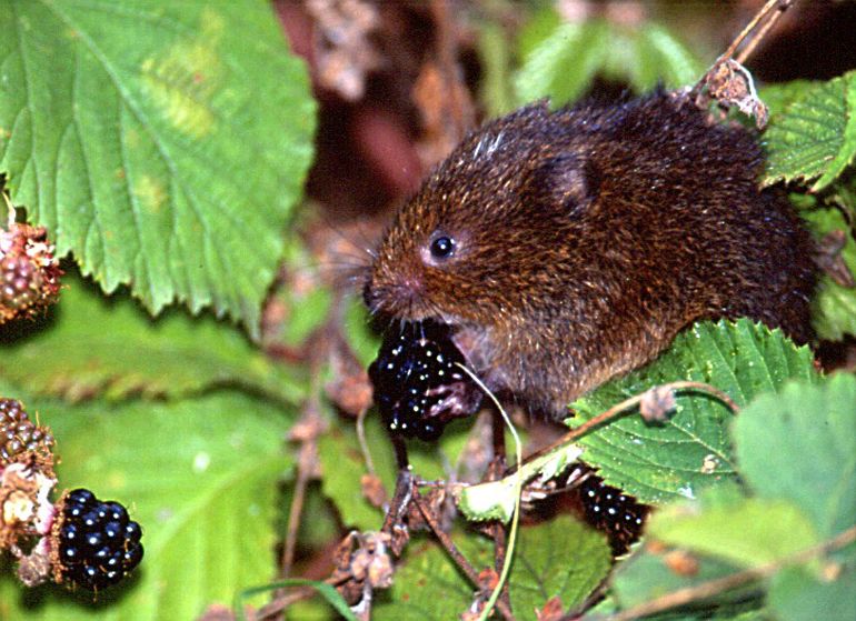 Water Vole eating a blackberry Water Vole eating a blackberry