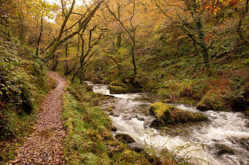 Natural Resources Wales / Dyfi Forest – Nant Gwernol woodland, near ...