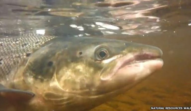 salmon salmon