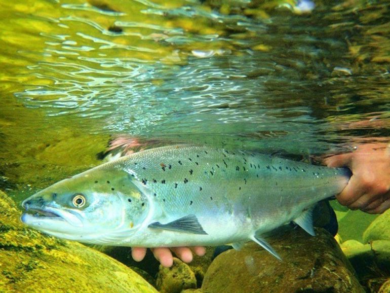 Salmon being released Salmon being released