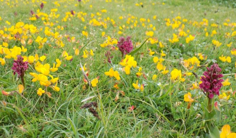Orchids at Ynyslas Orchids at Ynyslas