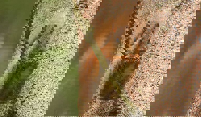 A red squirrel A red squirrel