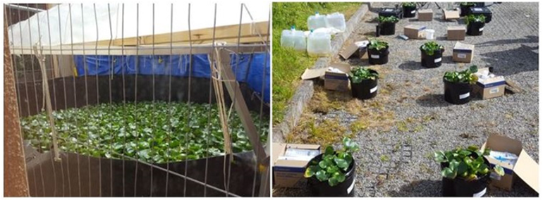 Photographs showing water hyacinth plant containment pond (left image) and bench-scale study experiment layout (right image). Photographs showing water hyacinth plant containment pond (left image) and bench-scale study experiment layout (right image).