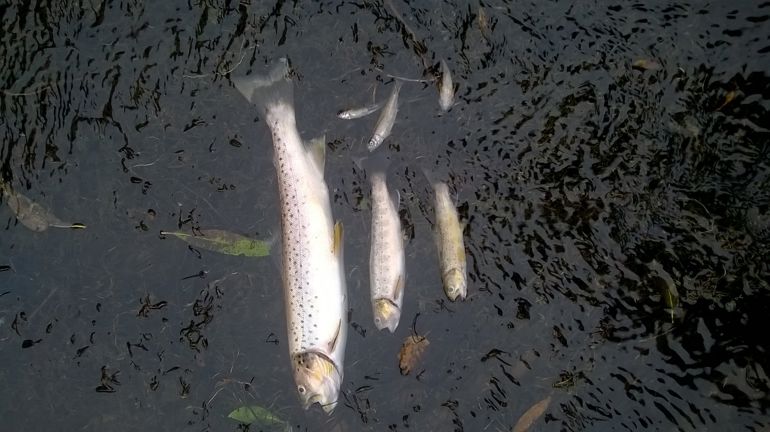 dead fish due to pollution in river Clywedog dead fish due to pollution in river Clywedog
