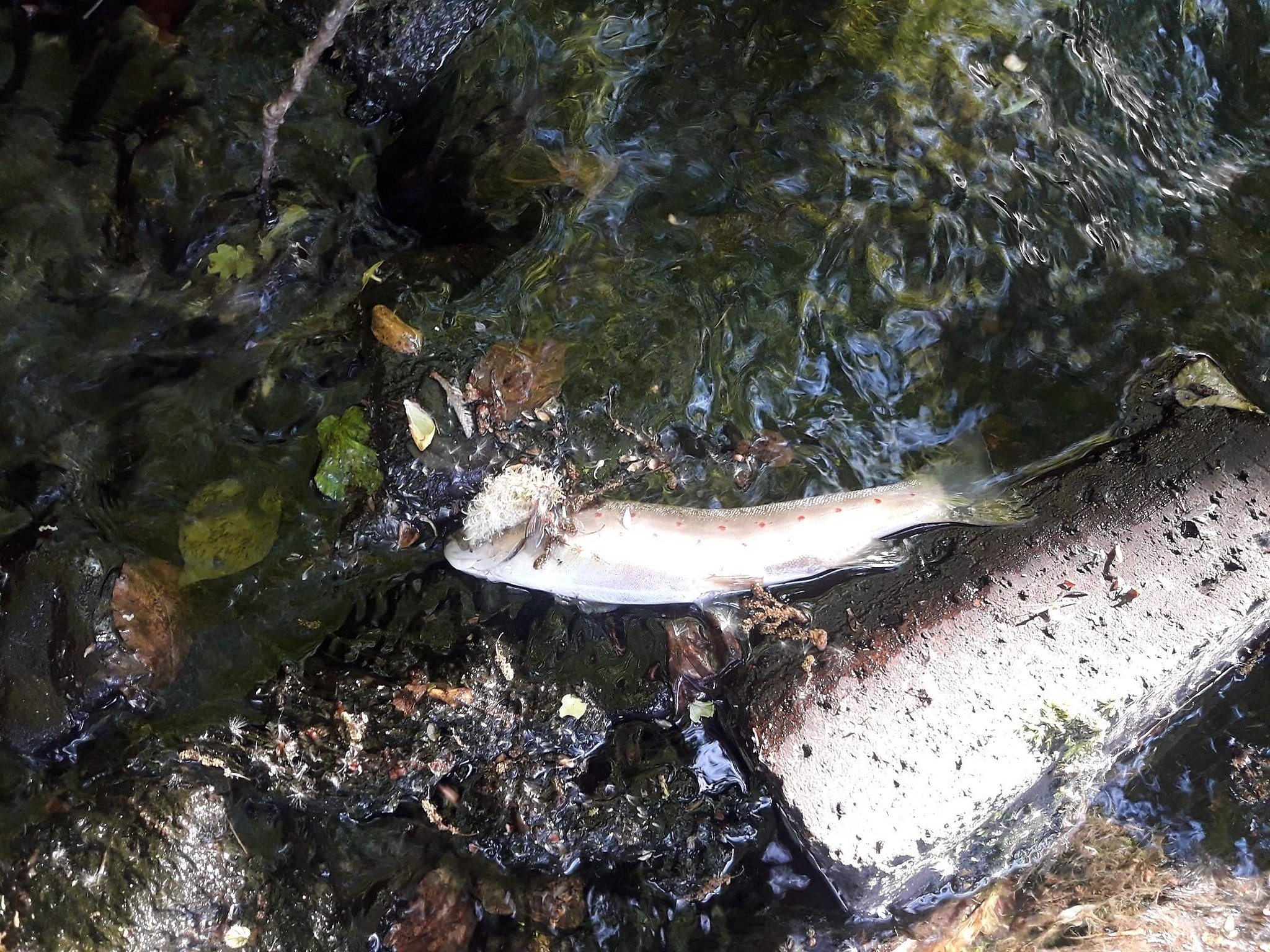 Natural Resources Wales / Natural Resources Wales investigates fish kill