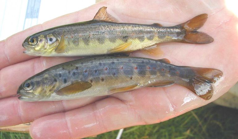 trout & salmon parr trout & salmon parr