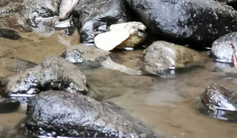 Ffoto o afon wedi'i lygru gyda llysywen wedi marw ar creigiau Ffoto o afon wedi'i lygru gyda llysywen wedi marw ar creigiau