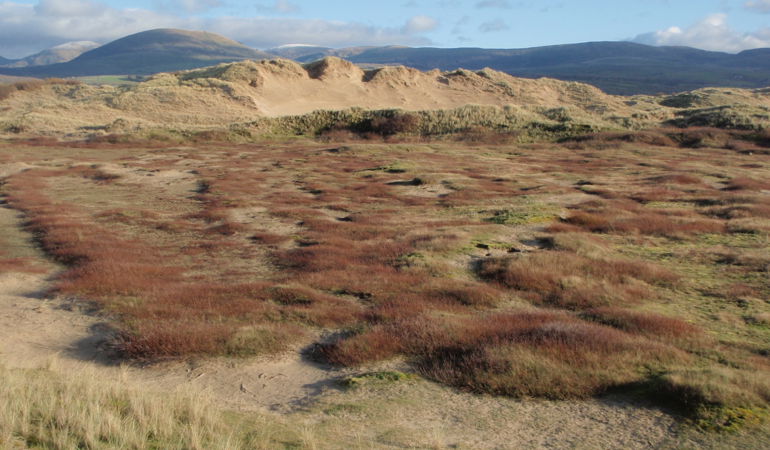 Twyni tywod ym Morfa Dyffryn gyda mynyddeodd y Rhinogion yn y cefndir Twyni tywod ym Morfa Dyffryn gyda mynyddeodd y Rhinogion yn y cefndir