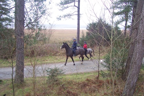 Horse riding in Newborough Forest