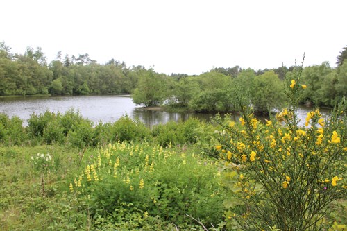 Wildlife pond
