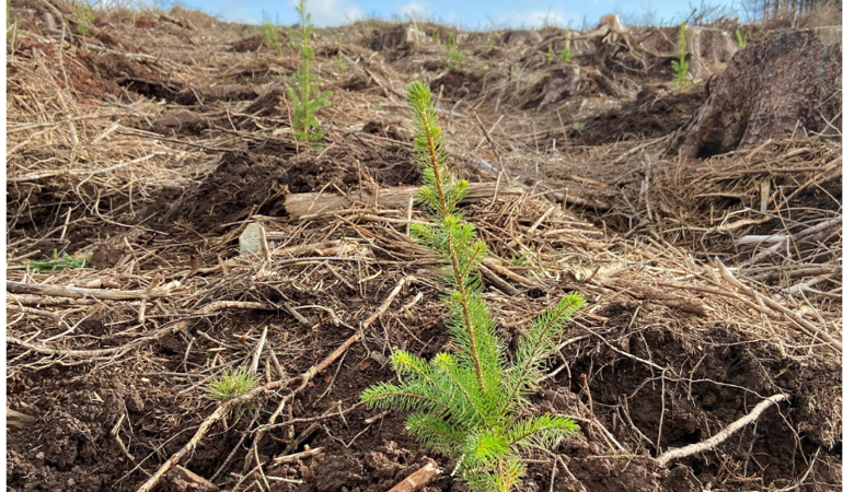 Image of a tree growing that has been planted Image of a tree growing that has been planted
