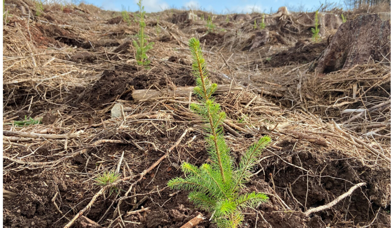 Image of a tree growing that has been planted 