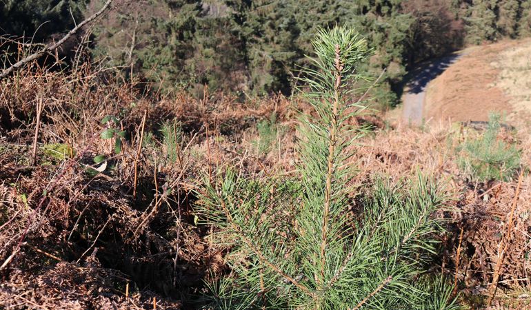 Image of vegetation at Cwmcarn Image of vegetation at Cwmcarn