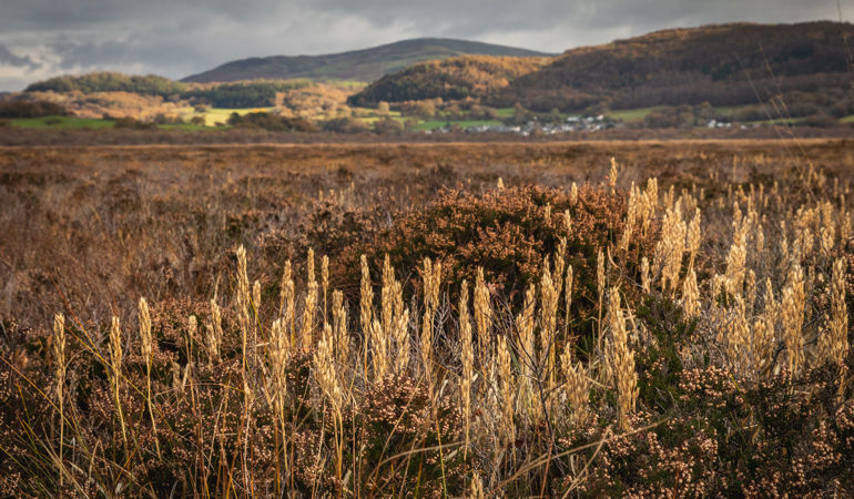 Bog plants at Cors Fochno Bog plants at Cors Fochno
