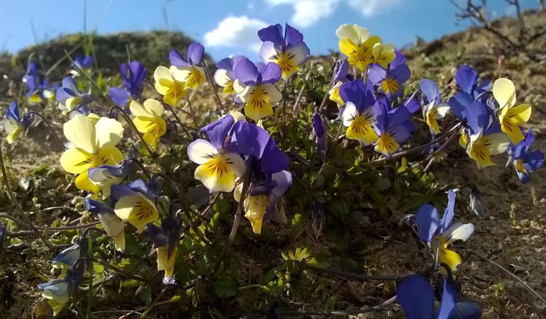 Wild pansies Wild pansies