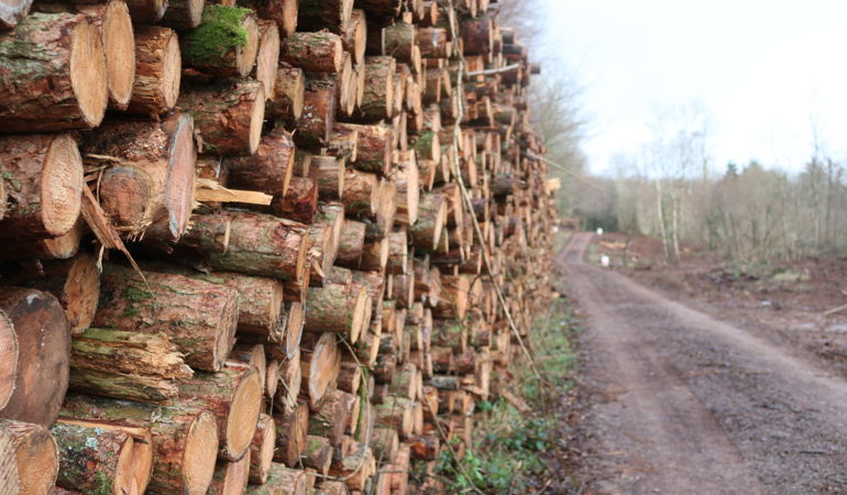 Stacked timber of side of forest road Stacked timber of side of forest road