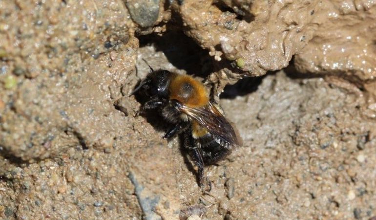 Large Mason Bee Large Mason Bee