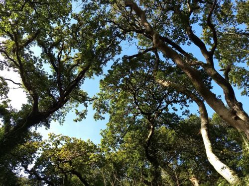 Tree canopy in South West Wales