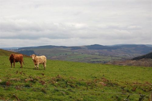 Two cows near Port Talbot