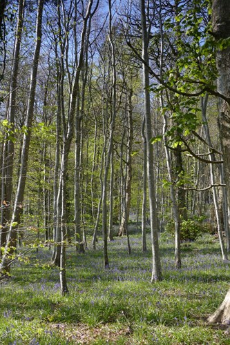 Photograph of birch woodland with bluebell ground flora