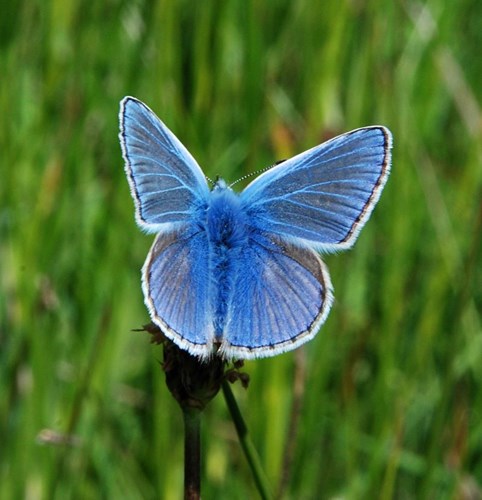 Common blue butterfly in Cefn Cribwr