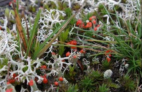 Lichen heath in Merthir
