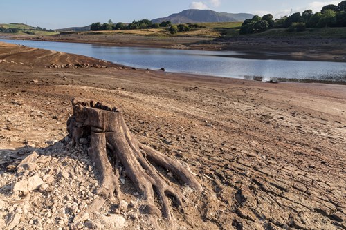 Llyn Celyn near Bala reservoir in drought conditions, with exposed tree stump.