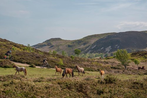 Mountain bikes and Wild ponies grazing on the Carneddau with remote and rugged mountain in background