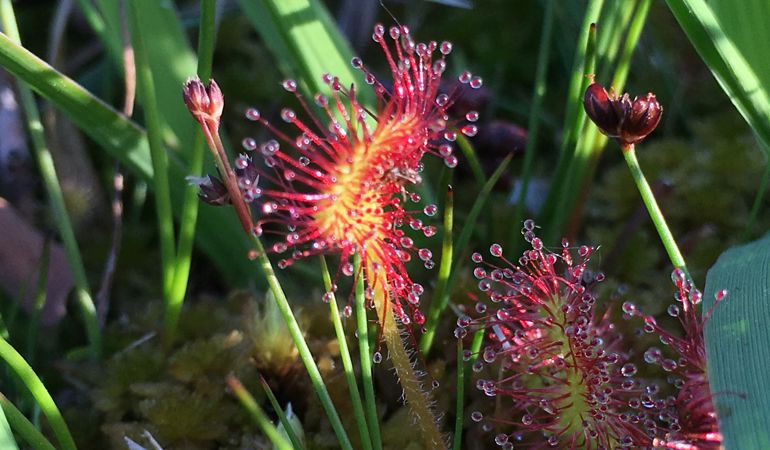 Image of a Sundew plant at Cors Goch Image of a Sundew plant at Cors Goch