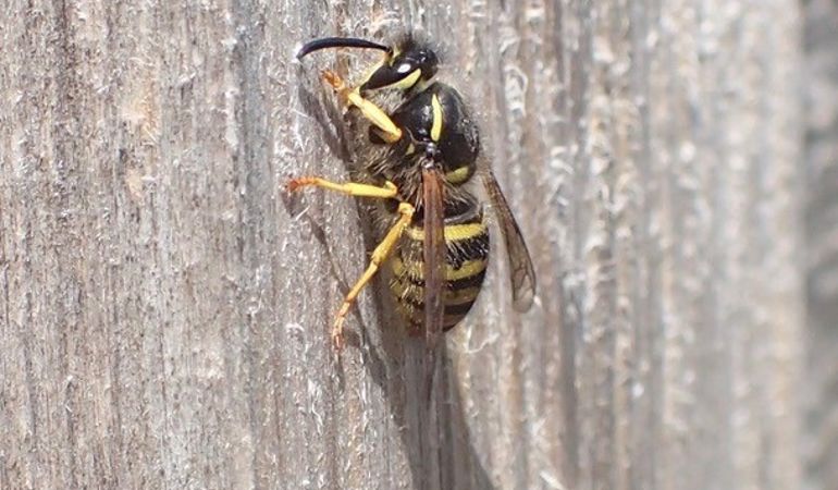 A wasp collecting wood for its nest A wasp collecting wood for its nest