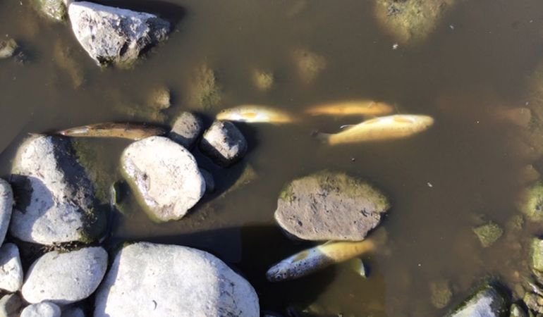 Dead fish on the bank of Afon Peris after pollution Dead fish on the bank of Afon Peris after pollution
