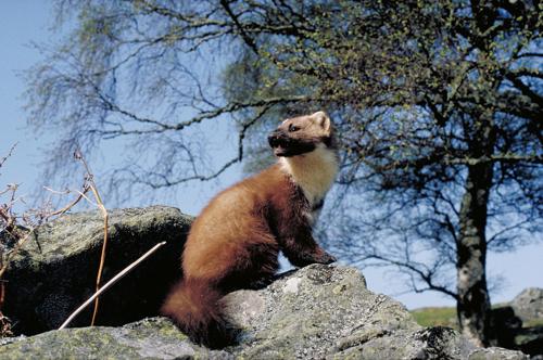 pine marten on a rock